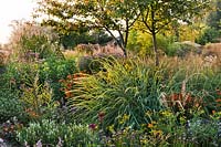 Mixed borders with perennials and grasses in late summer. Miscanthus sinensis, Aster, Helenium, Agastache, Ammophylla breviligulata.