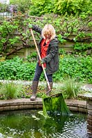 Removing pondweed from a pond using a rake and leaving on the side for tadpoles and other wildlife to escape