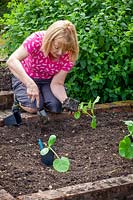 Planting out young pot grown courgettes plants into a bed in the vegetable garden - Cucurbita pepo 'Black Forest'