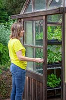 Opening a greenhouse door for ventilation in summer