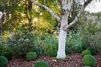 Betula ermanii 'Grayswood Hill' - Erman's birch underplanted with Buxus topiary balls and Miscanthus.
