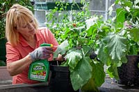 Treating whitefly on aubergines in a greenhouse by spraying with insecticide