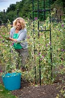 Removing Latyrus odoratus - sweet peas - after they have succumbed to powdery mildew