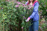 Staking asters in a border using a cane and string