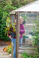 Bringing a tender pot plant - canna - into the greenhouse to overwinter