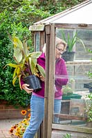 Bringing a tender pot plant - canna - into the greenhouse to overwinter