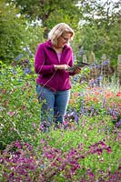 Taking notes in a border of salvias on an ipad