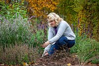 Cutting down blackened, frosted dahlias in autumn before mulching for winter protection when leaving tubers in the ground over winter