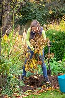 Moving a shrub - hydrangea. Re-planting in a new place in a border