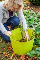 Planting bare root roses in autumn. Soaking in a tub trug before planting