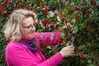 Picking sprigs of common holly berries for arranging in the house at Christmas. Ilex aquifolium