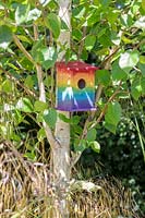 Bird box painted in rainbow colours mounted on a Betula - Birch - tree 
