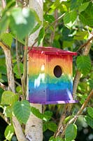Bird box painted in rainbow colours on a Betula - Birch - tree 