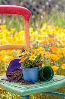 Wooden chair painted in rainbow colours with Bidens 'Bidy Bop' on patio surrounded by Eschscholzia californica - California Poppy