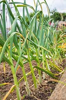 Allium sativum 'Carcassonne Wight' - Garlic - growing in the ground 