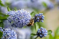 Apis mellifera - Honey bee - on Ceanothus flower