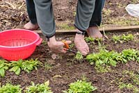 Using scissors to harvest Valerianella locusta - Lamb's Lettuce - in a kitchen garden
