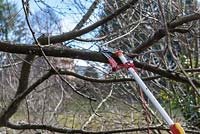 Pruning a Malus - Apple - tree using a long-handled pruner