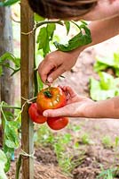 Solanum lycopersicum 'Rose de Berne' - Tomato - harvesting fruit from plant grown as a cordon 