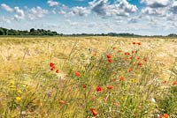 Wildflowers such as Papaver - Poppy - in a field of Hordeum - Barley 