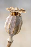 Papaver - Poppy - dried seed capsule 