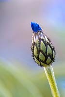 Centaurea montana - Perennial Cornflower - single bud