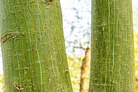Acer davidii - Pere David's Maple - bark on trunks 