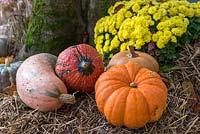 Collection of different Curcurbita - Squash and Pumpkin with yellow Chrysanthemum, display on straw