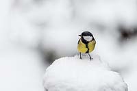 Parus major - Great Tit - in the snow