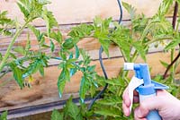 Using a trigger hand sprayer to apply treatments to Tomato plants with powdery mildew 