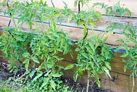 Tomato plants grown up spiral supports near wooden fence 