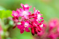 Ribes sanguineum - Flowering Currant - 