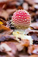 Amanita muscaria - Fly Agaric - Toadstool, Mushroom - growing up through fallen leaves 