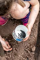 Little girl sowing Phaseolus 'Vesperal' - Bean - seeds into the ground