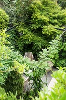 Looking down on metal pergola with Wisteria longissima 'Alba' and Clematis armandii 'Apple Blossom' with hidden seating, surrounding foliage trees such as Acer dissectum viridis provide privacy 