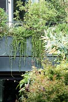 Salvia rosmarinus Prostratus Group - Prostrate Rosemary - and Pittosporum heterophyllum screen a balcony