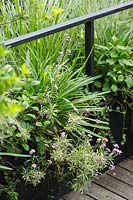 Balcony railing with planters providing a screen, plants: Agapanthus 'Blue Storm', Erysimum variegatum - Wallflower and Ceratostigma plumbaginoides
