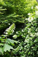 Plants that provide screening and interest in an urban garden: Hydrangea quercifolia 'Pee Wee', Trachelospermum jasminoides - Jasmine 