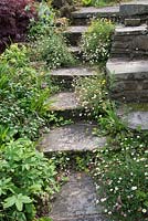 Erigeron karvinskianus growing in narrow steep stone steps