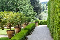 View along path with low hedging and row of Citrus - Lemon - trees in pots and views of countryside beyond 