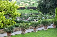 View over a row of Citrus - Lemon - trees in pots to a formal garden and an orchard beyond 
