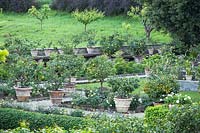 A forma garden with rows of Citrus - Lemon - trees in pots and beds of Rosa - Rose - and Paeonia - Peony 