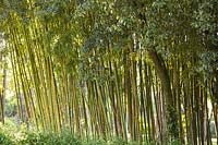 Phyllostachys - Bamboo - pruned to show canes