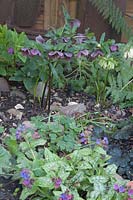 Helleborus 'Double White' and 'Wine Red' - Hellebore - in shady bed with Pulmonaria, note watering system 