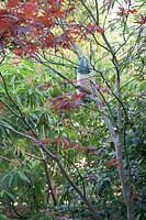 House Sparrow at bird feeder, among the branches of an Acer - Maple -tree