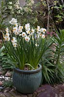 Narcissus 'Geranium' - Daffodil - in pot in small garden 