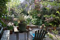 Small urban garden with seating area on decking with a garden with Wisteria, Narcissus 'Geranium' and other plants - April