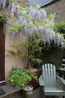 Wisteria sinensis grown in corten steel container trained above back door, on deck with painted Adirondack chair, Acer - Maple - in small pot nearby 