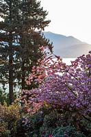 Prunus - Japanese Cherry  - tree in blossom with conifers in woodland garden with view of lake and mountains 