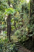 Steep path through woodland and mature Trachycarpus fortunei - Chusan Palm 